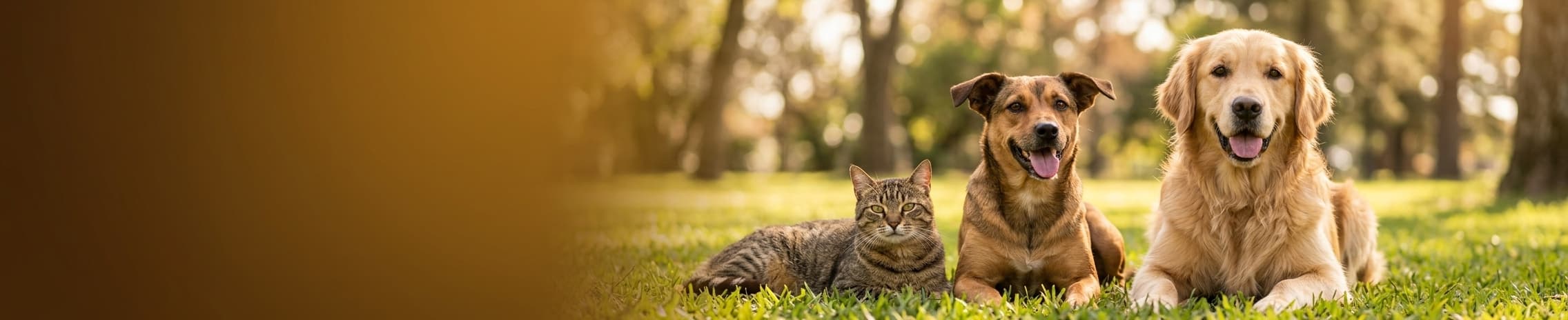 Mascotas: Tránsito y Búsqueda